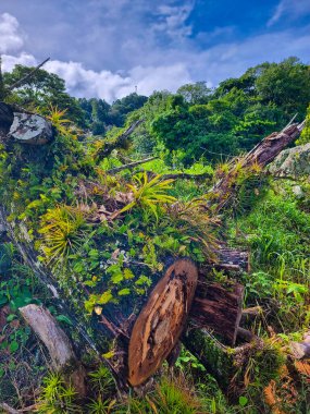 Panama, Boquete, tropikal bitkiler güneşli bir günde kesilmiş bir gövdede yetişir.