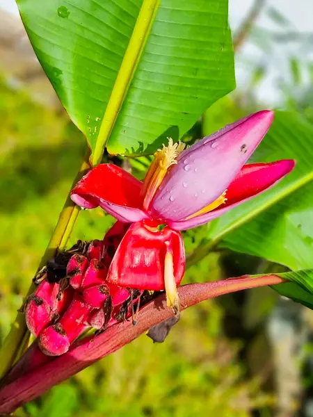 Panama, Boquete, pembe ve kırmızı çiçeklere çiy damlaları