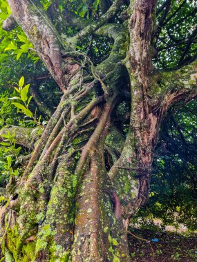 Panama, Boquete, tropikal ormanda bir sandığa sarılmış boğucu incir.