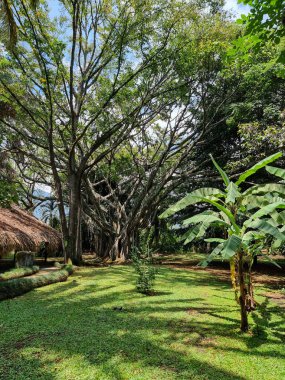 Kolombiya, Cali, Santa Elena, 31 Temmuz 2024, güneşli bir günde tropikal bahçe