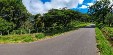Panama, Boquete, güneşli bir günde tropikal ormanda yol.