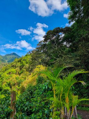Panama, Boquete, verimli bitki örtüsüyle güneşli bir günde tropikal volkanik tepeler
