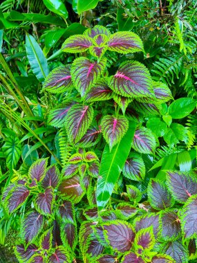 Panama, Boquete, Coleus bitkisi. Adı Kong Rose.
