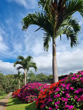 Panama, David, çok sayıda begonvil ve kraliyet palmiyesinin hizalanması.