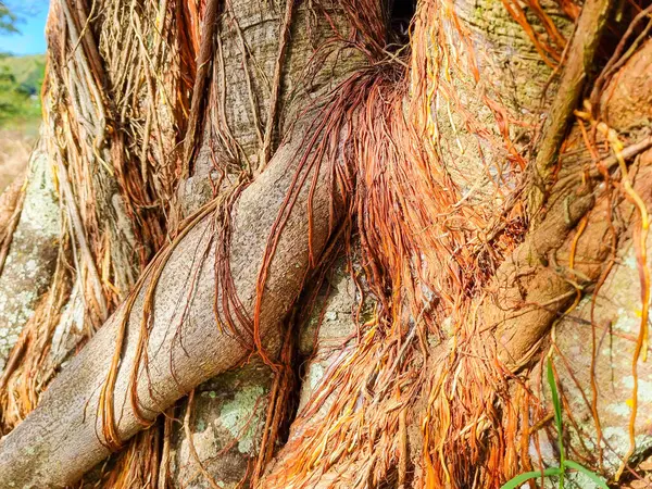 Panama, David, bir boğucu bitkinin kökleri yakın plan.