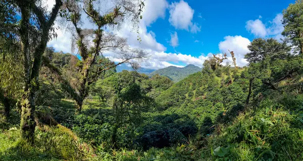 Panama, Boquete, güneşli bir günde tepeler arasında tipik tropik bir manzara.