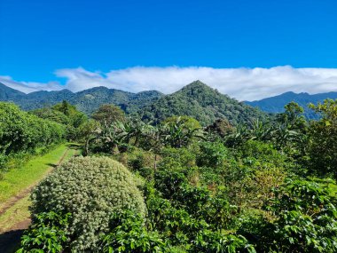 Panama, Boquete, volkanik tepeler arasındaki toprak yol, tropikal ormanlarla kaplı.