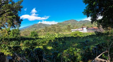 Panama, Boquete, 2 Şubat 2025, bir kahve tarlası ve işleme tesisinin panoramik manzarası.