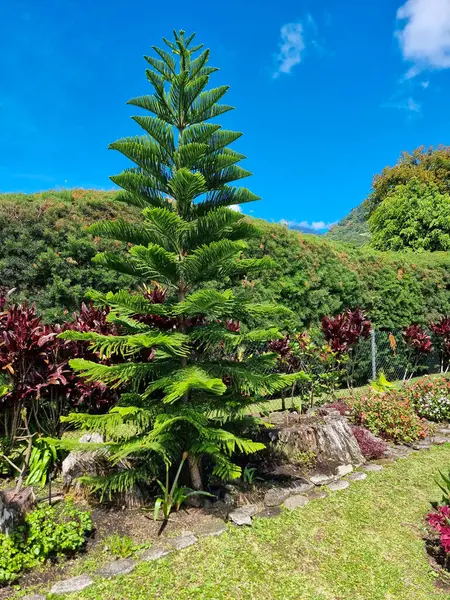 Panama, Boquete, Araucaria Heterofilla Çam Ağacı