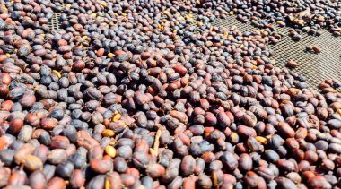 Panama, Boquete, kahve çekirdekleri kuruyor, kapat.