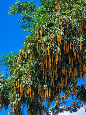 Panama, Boquete, Fiddlewood Ağaç Çiçeği güneşli bir günde, Itharexylum Donnell Smithii