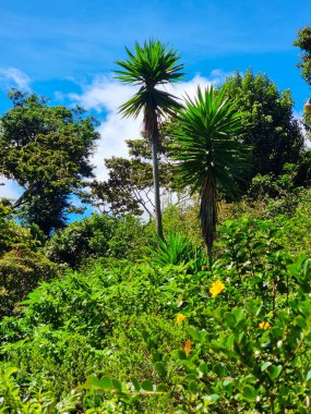 Panama, Boquete, tepelerdeki tropik bitki örtüsündeki dev yukka ağaçları.