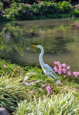 Panama, Boquete, yazın gölün kıyısında beyaz aynak.