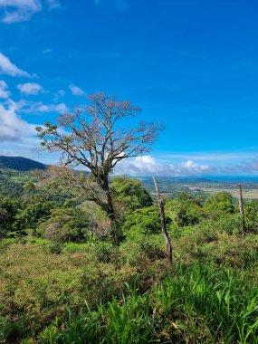 Panama, Boquete, güneşli bir günde panoramik manzaralı tropikal bitki örtüsü