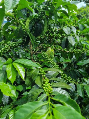 Panama, Boquete, tropikal bir tarlada geyşa kalitesinde bir kahve bitkisinin yeşil fasulyelerini kapatın.