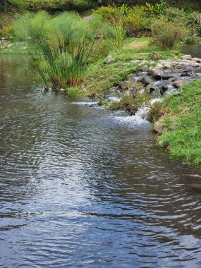 Panama, Boquete, papirüs bitkisi göl kıyısında, şelalenin yanında.