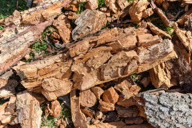 Ağaçtan düştükten sonra çimlerin üzerinde ağaç dalları var. Kuru ve içi boş dal..