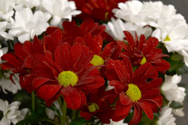 Red White Chrysanthemums Bright Chrysanthemums Various Colors Beautiful Can Used — Stock Photo, Image