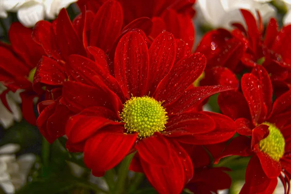 Crisantemos Rojos Blancos Crisantemos Brillantes Varios Colores Son Hermosos Pueden — Foto de Stock