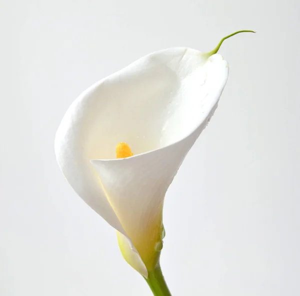 Jeden Kwiat Lilii Calla Miękkim Ostrości Białe Tło Ściany Stiukowe — Zdjęcie stockowe