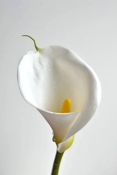 Jeden Kwiat Lilii Calla Miękkim Ostrości Białe Tło Ściany Stiukowe — Zdjęcie stockowe