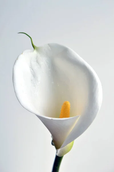 One calla lily flower on soft focus white stucco wall background with copy space. Spring or Easter elegant greetings card. Image for blog or social media. Tropical delicate big white flower.