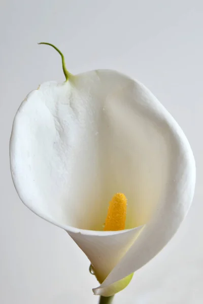 One calla lily flower on soft focus white stucco wall background with copy space. Spring or Easter elegant greetings card. Image for blog or social media. Tropical delicate big white flower.