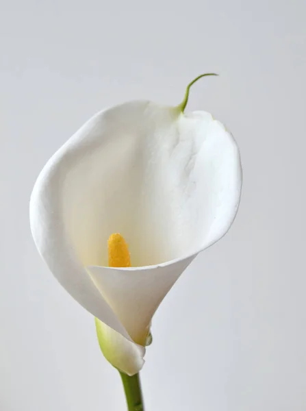 Jedna Calla Lilie Květ Měkkém Ostření Bílé Štukové Stěny Pozadí — Stock fotografie