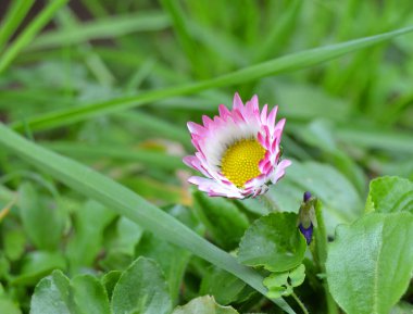 Papatyalar yeşil çimlerde. Daisy (Bellis perennis) başlık yeşil bulanık arkaplan üzerinde metin için boşluk