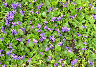Bahar çiçekleri. Mor menekşeler bahar ormanlarında çiçek açar. Viola odorata.