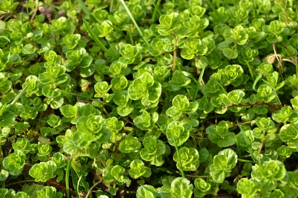 Våren Pulserande Små Gröna Växter Marken Små Unga Groddar Ljusa — Stockfoto