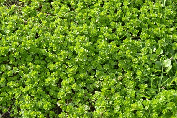 Spring Vibrant Little Green Plants Ground Small Young Sprouts Bright — Stock Photo, Image