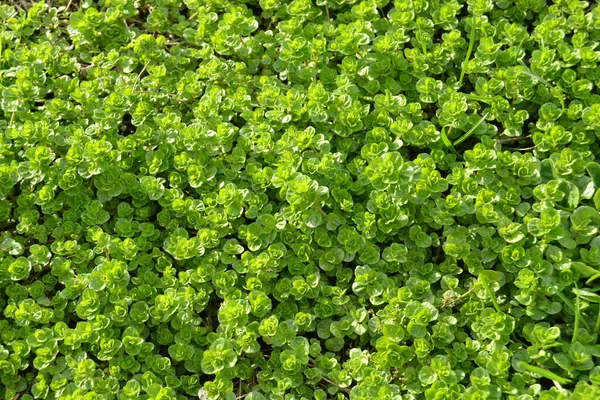 Άνοιξη Ζωντανά Μικρά Πράσινα Φυτά Στο Έδαφος Μικρά Λαχανάκια Φωτεινή — Φωτογραφία Αρχείου