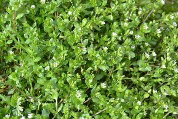 Άνοιξη Ζωντανά Μικρά Πράσινα Φυτά Στο Έδαφος Μικρά Λαχανάκια Φωτεινή — Φωτογραφία Αρχείου