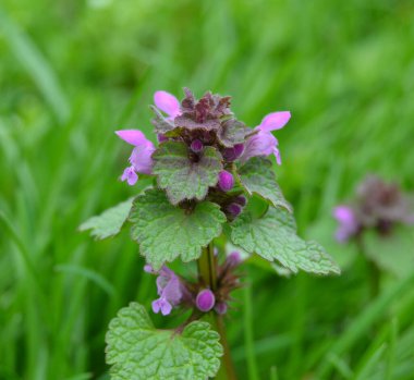 Mor bir baş meleğe doğal geniş açı, ölü ısırgan otu Lamium purpureum.