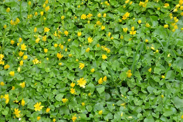 Λαμπερή Πράσινη Λουλουδάτη Υφή Φύλλων Και Κίτρινων Λουλουδιών Της Ταβέρνας — Φωτογραφία Αρχείου