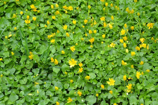 Bright Green Floral Texture Leaves Yellow Flowers Ficaria Verna Beautiful — Stock Photo, Image