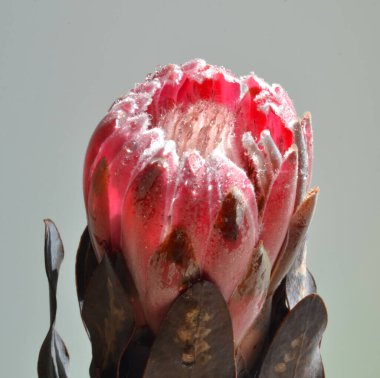 Fotokopi alanı olan açık mavi bir zemin üzerinde güzel bir Protea Çiçeği. Çiçek açan Kral Protea Bitkisi. Egzotik Çiçek Yaklaş. Çiçek Tema SancağıName.