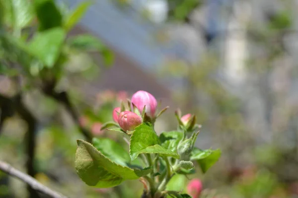 apple tree branch with flower buds on a sunny day in springtime close up