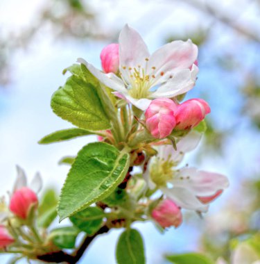 Güneşli bir günde bahar bahçesindeki bir dalda elma çiçeği. Mavi arka planda yeşil yapraklı pembe tomurcuklar ve çiçekler