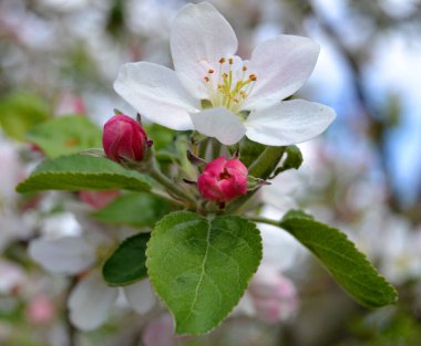 Güneşli bir günde bahar bahçesindeki bir dalda elma çiçeği. Mavi arka planda yeşil yapraklı pembe tomurcuklar ve çiçekler
