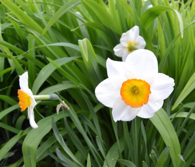 Spring flowers. Close up of narcissus flowers blooming in a garden. Daffodils