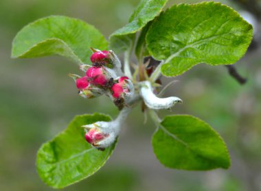 Güneşli bir günde bahar bahçesindeki bir dalda elma çiçeği. Mavi arka planda yeşil yapraklı pembe tomurcuklar ve çiçekler