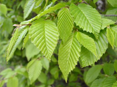 Hornbeam 'in genç yaprakları, Carpinus betulus, baharda