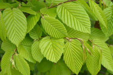 Hornbeam 'in genç yaprakları, Carpinus betulus, baharda