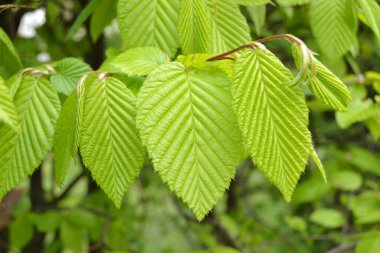 Hornbeam 'in genç yaprakları, Carpinus betulus, baharda
