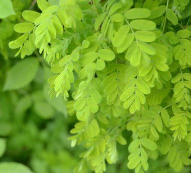 Acacia branches with leaves in the forest on a sunny day