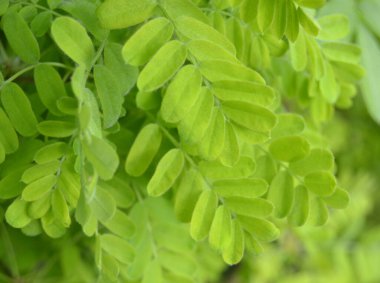 Acacia branches with leaves in the forest on a sunny day