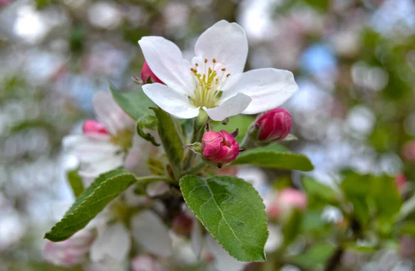 Les Pommiers Fleurissent Sur Branche Dans Jardin Printanier Par Temps — Photo