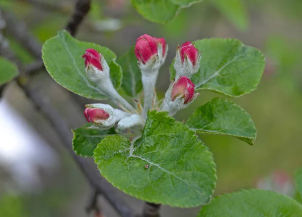 stock image Apple blossom on a branch in spring garden in sunny day. Pink buds and flowers with green leaves on blue sky background